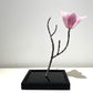 Tulip Magnolia by Cathy McKervey