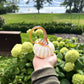 Small Pumpkin by Jack Pine Studio