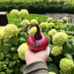 Small Pumpkin by Jack Pine Studio