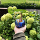 Small Pumpkin by Jack Pine Studio