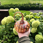 Medium Pumpkin by Jack Pine Studio