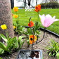 Tulip Magnolia by Cathy McKervey